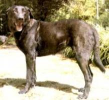 Castro-Laboreiro-Hund - C�o de Castro Laboreiro